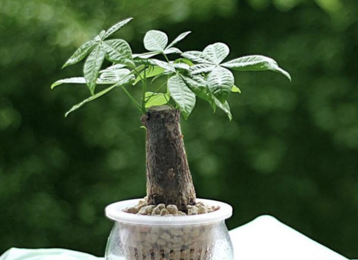 发财树叶子有白斑点是什么病,发财树叶子上长黑斑怎么回事