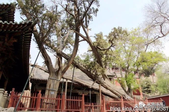 晋善晋美梅兰竹菊,晋善晋美山西行