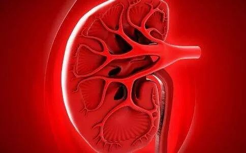 尿蛋白怎么降有没有偏方,怎么才能降尿蛋白