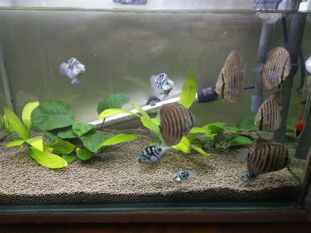 热带鱼鱼缸内壁黄点怎么清理,鱼缸养的鱼身上有白霜