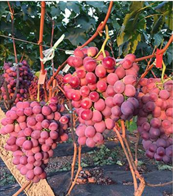 葡萄叶片出现药害还能恢复吗,葡萄除草剂药害的有效防治方法