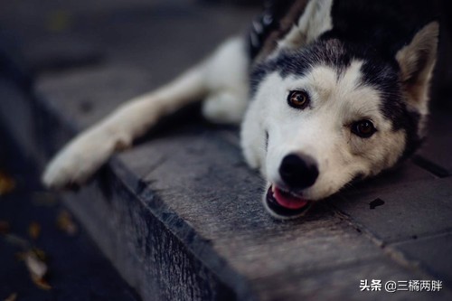 给狗狗补钙可以吃什么,养宠攻略狗狗鱼油测评来啦