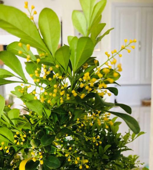 四季开花浓香室内好养的米兰花,米兰花用什么方法繁殖开花最好