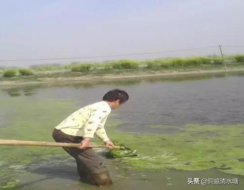 对虾池的青苔怎样处理,虾塘放石灰后死虾怎么处理