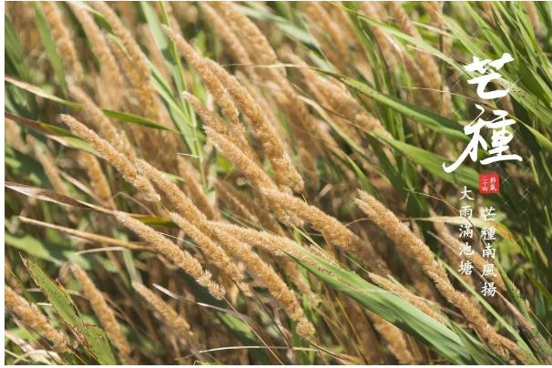 芒种除湿,芒种去湿气最好的方法