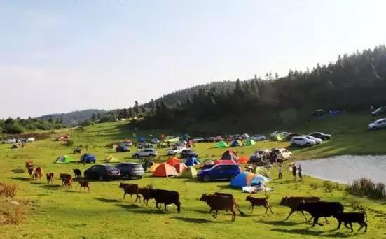 露营音乐节完整版,露营音乐节图片