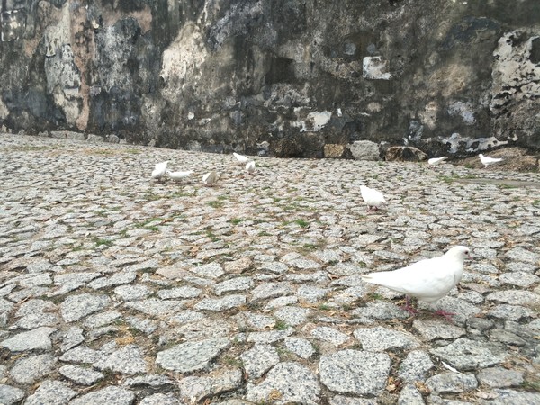 澳门一日休闲游,澳门带爸妈一日游