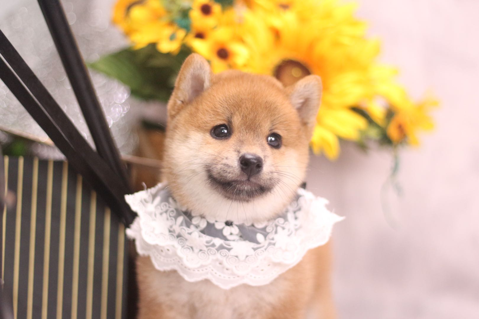 本地犬舍出售纯种精品柴犬幼犬,北京比较靠谱的纯种柴犬繁殖犬舍