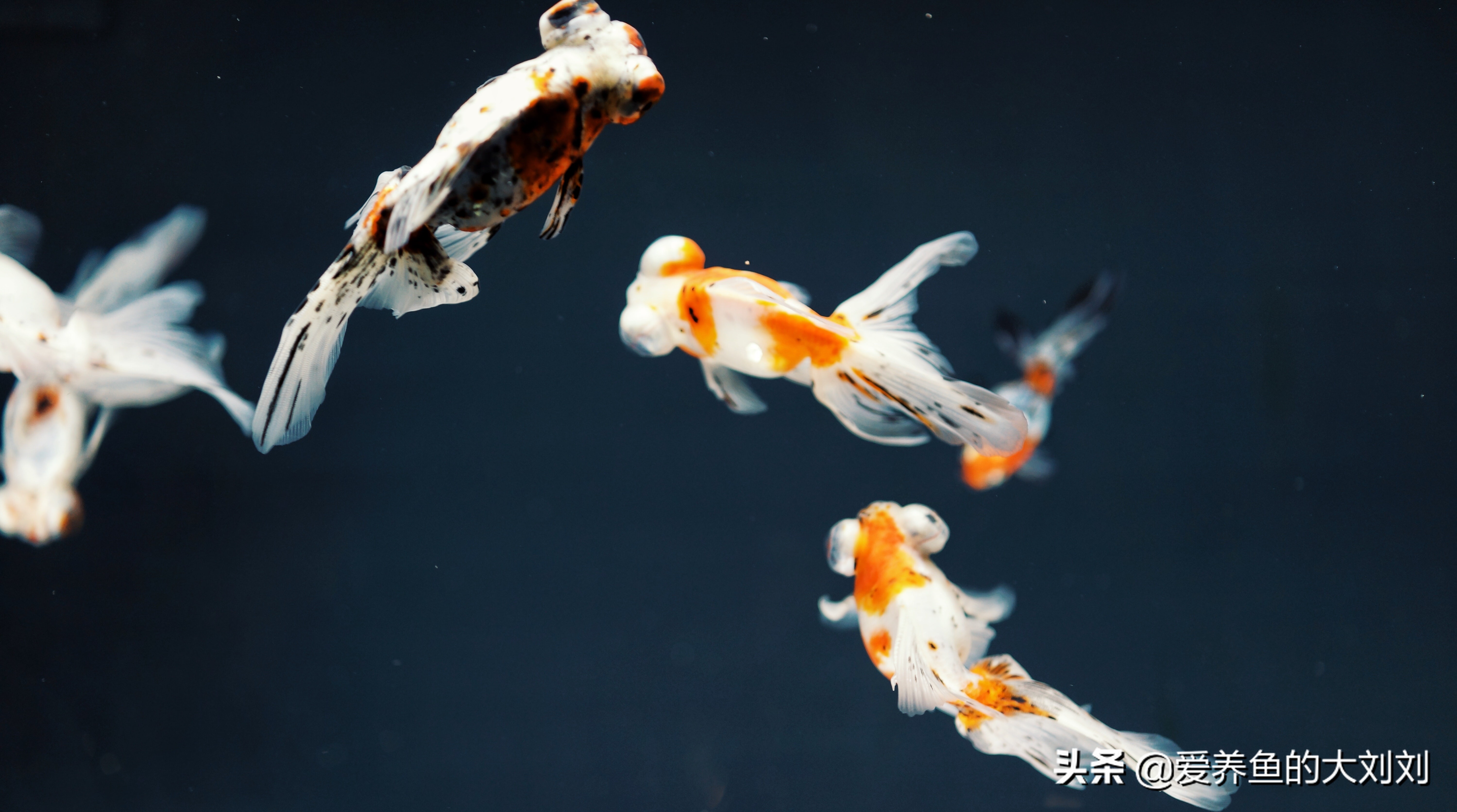 怎么延长金鱼的寿命,金鱼的寿命最长能活多少年