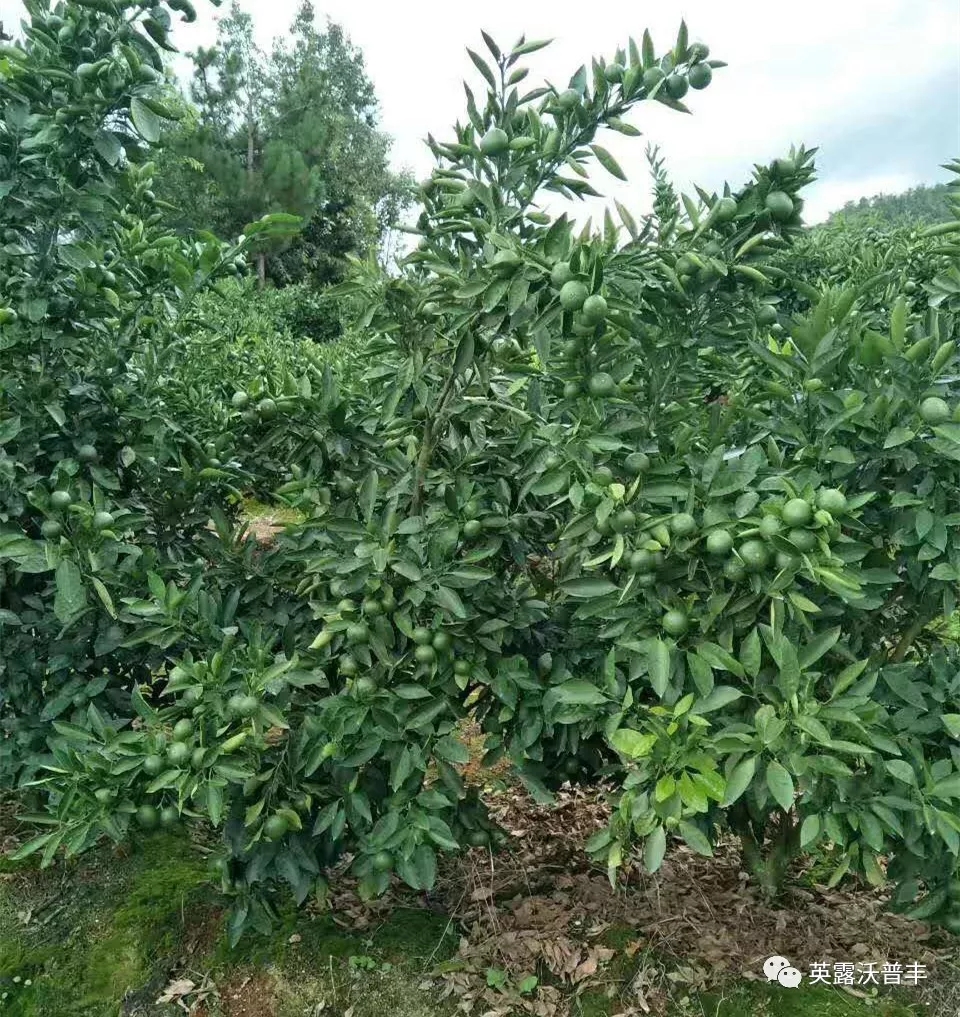 缺磷元素的表现,缺磷缺镁什么症状