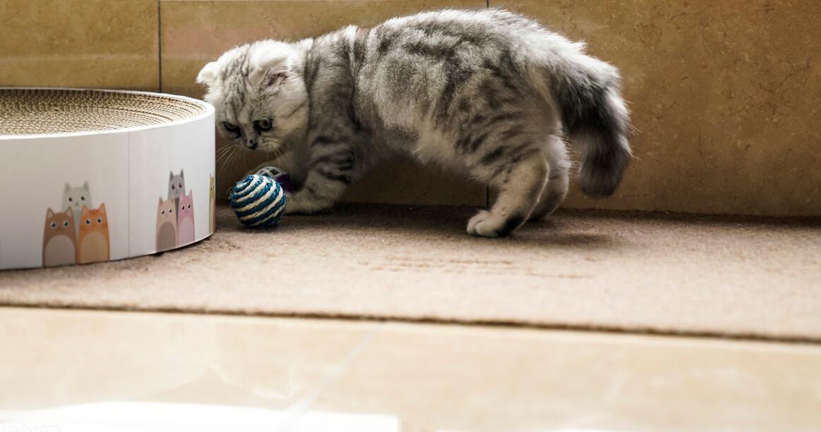 猫咪的饲养常识教案,如何饲养好银渐层猫咪