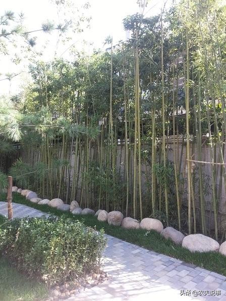 农村的竹子只能当柴烧?教你5个方法,让其变废为宝不愁卖不掉!