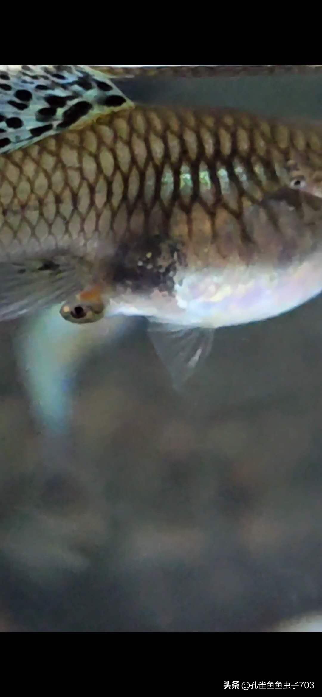 孔雀鱼都是怎么交配的？