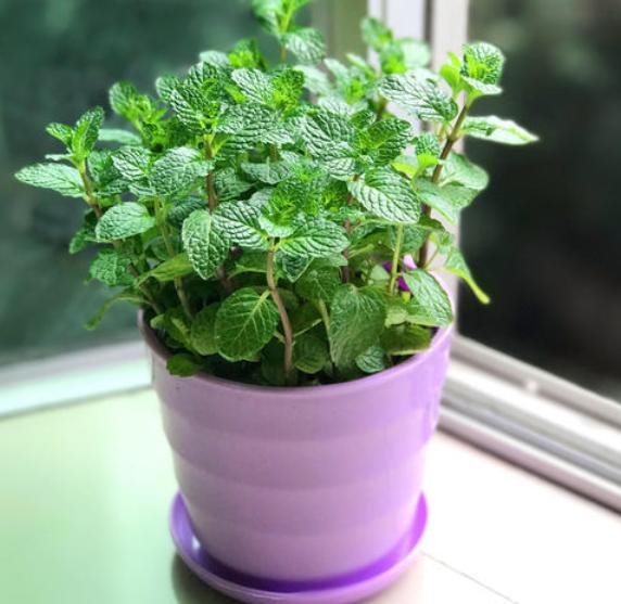 薄荷水培烂根怎么办,薄荷泡水里烂根怎么办