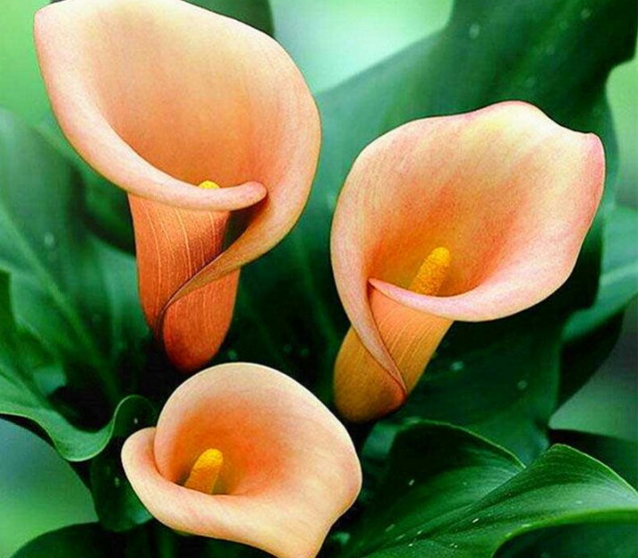 彩色马蹄莲怎么养爱开花图片,彩色马蹄莲夏季的养殖方法