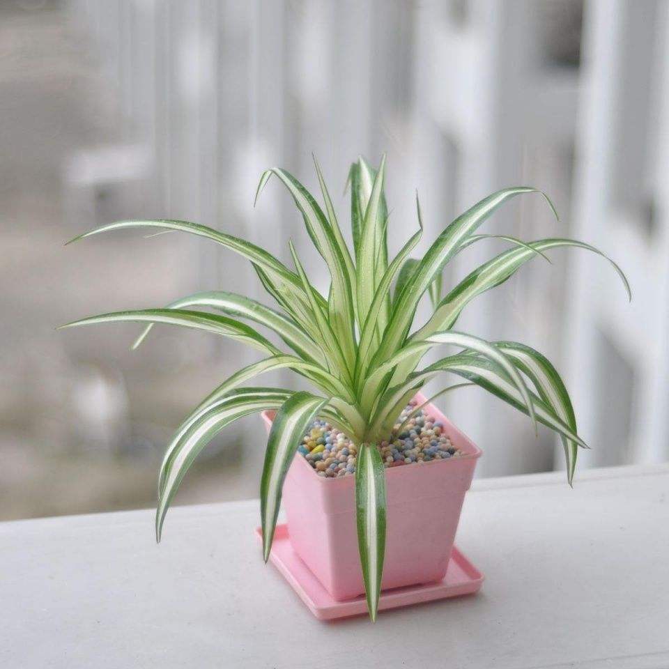 吊兰家养方法,吊兰怎么养才能长得快又茂盛