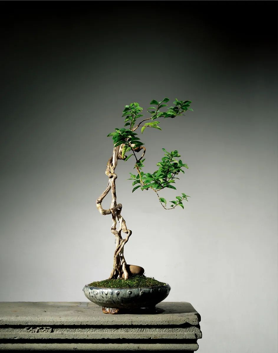 金银花盆景根怎么变粗,金银花盆景的造型与管理