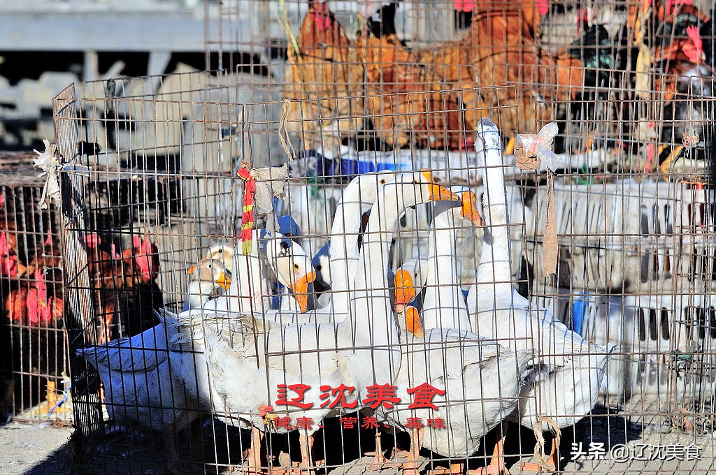 为什么下大雪适合吃铁锅炖大鹅,没有一只鹅能活着离开东北