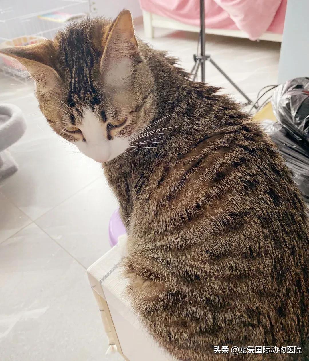 猫传腹治好了还会传染给其他猫吗,猫传腹打441见效后会一直变好吗