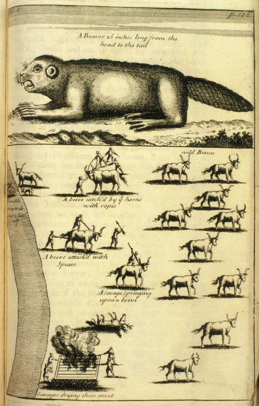 河狸皮毛的优点,河狸皮毛十分名贵