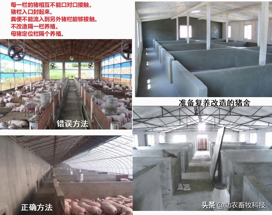 原创运用中草药防治非洲猪瘟有效吗？组方和有效防治措施分享