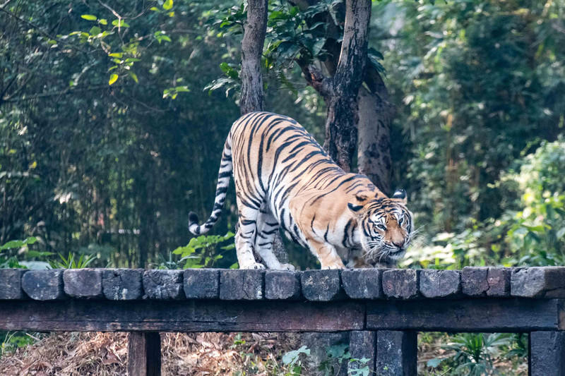 广州长隆野生动物世界旅游攻略,长隆野生动物世界攻略2-3天广州游