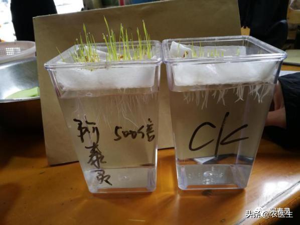 水稻苗床最怕的一种病害立枯病,水稻育秧病害防治