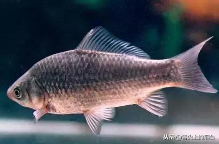 吃鱼的禁忌有哪些,吃鱼有什么禁忌不能与什么同吃