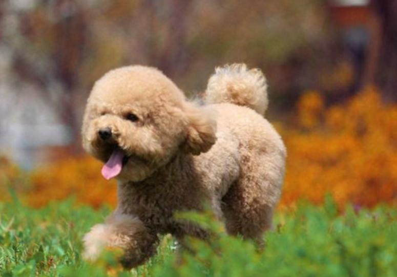 60天大的泰迪便秘,泰迪肠炎后便秘怎么办