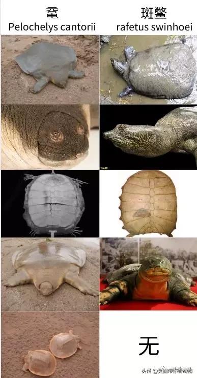 斑鳖即将灭绝人工克隆,全球仅剩3只斑鳖