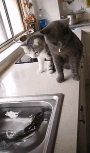 科学研究表明撸猫好处多多,撸猫已经成为了一种“病”