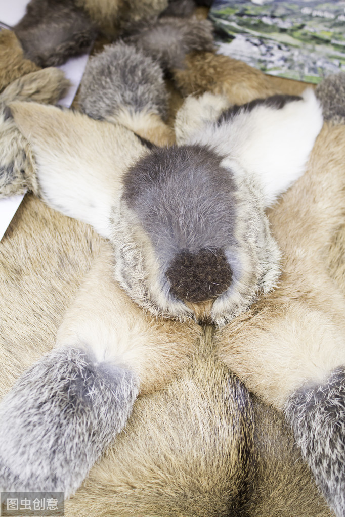 兔子究竟能有多可爱,兔子到底是怎么发展起来的