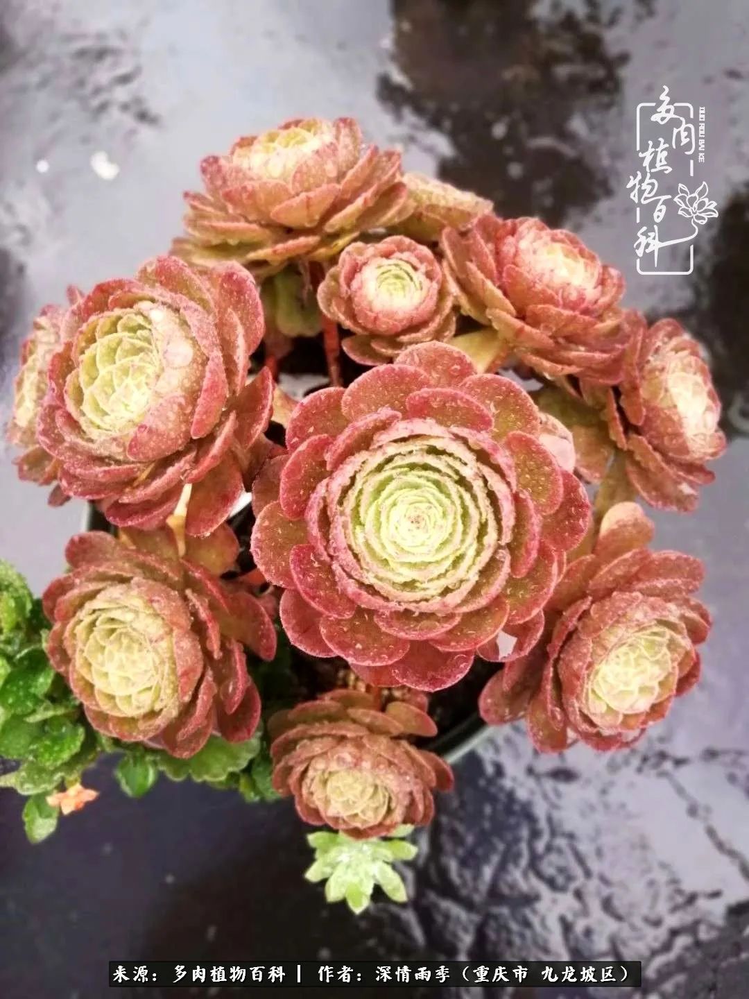 在重庆养多肉养的是一种信仰,重庆养多肉适合用什么土