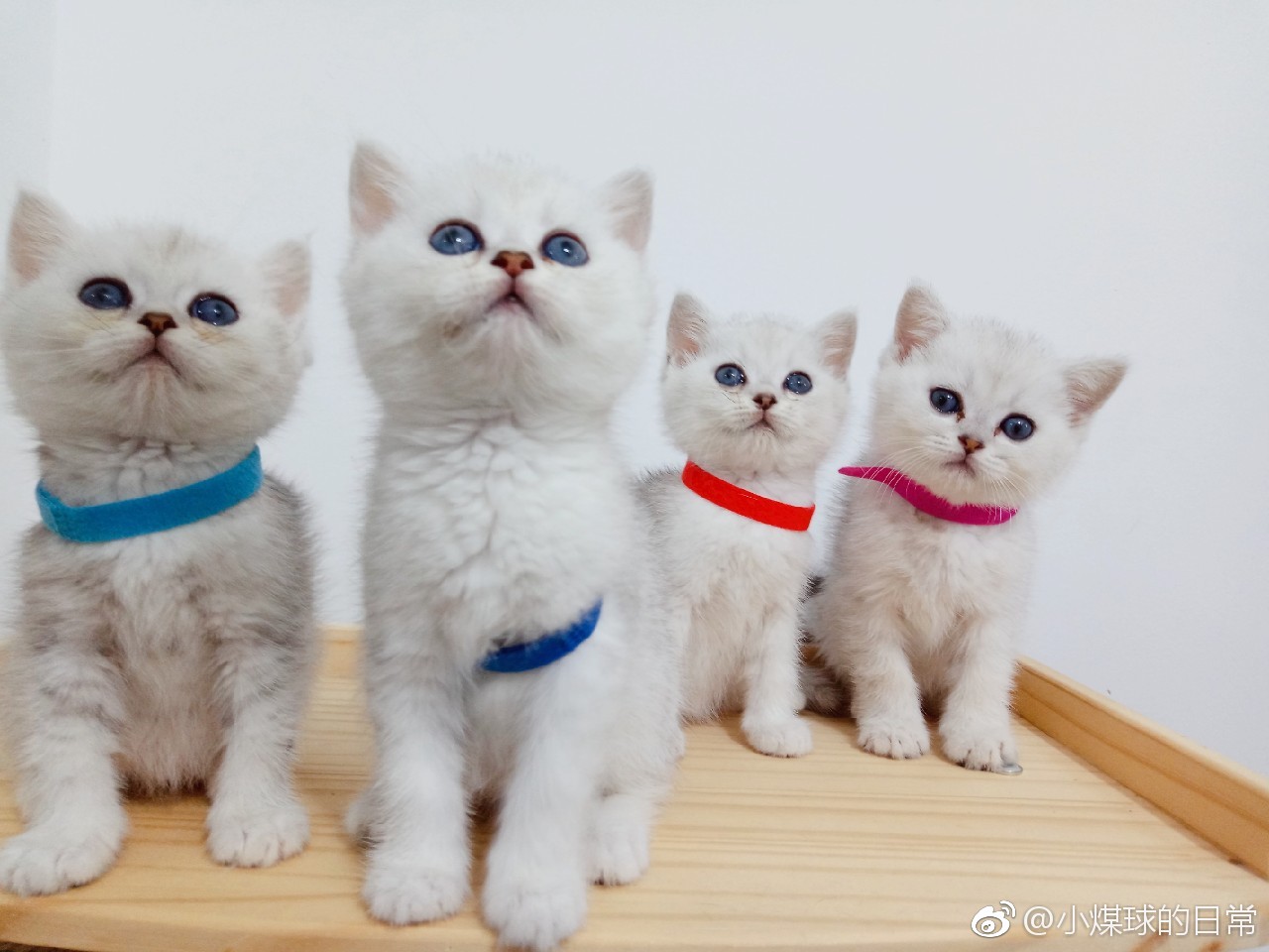 宠物医院到底坑不坑,宠物医院有多坑