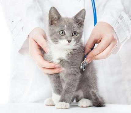 猫咪乳腺溃烂会自己好吗,猫咪乳腺有结节病变