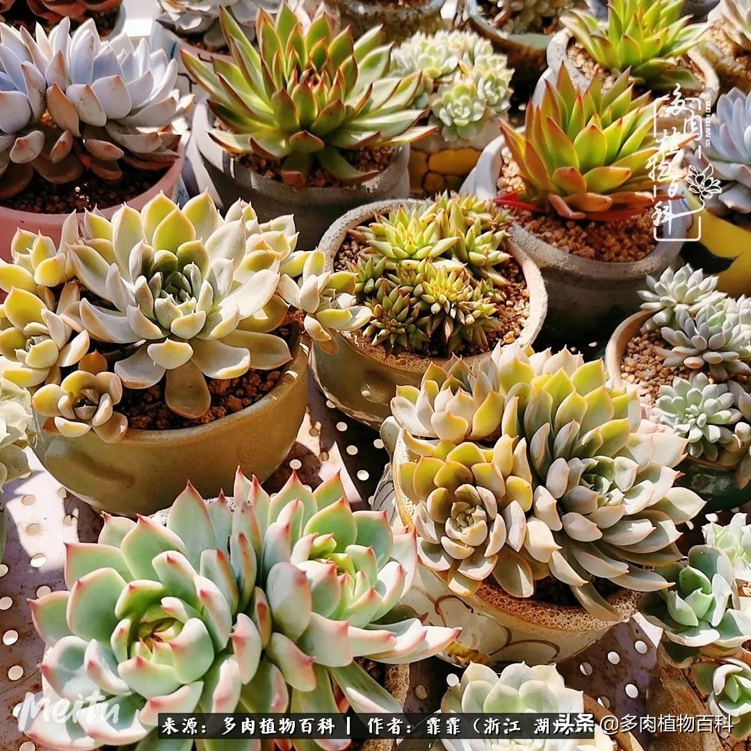 包邮区多肉度夏养护心得,阳台党养多肉怎么度夏