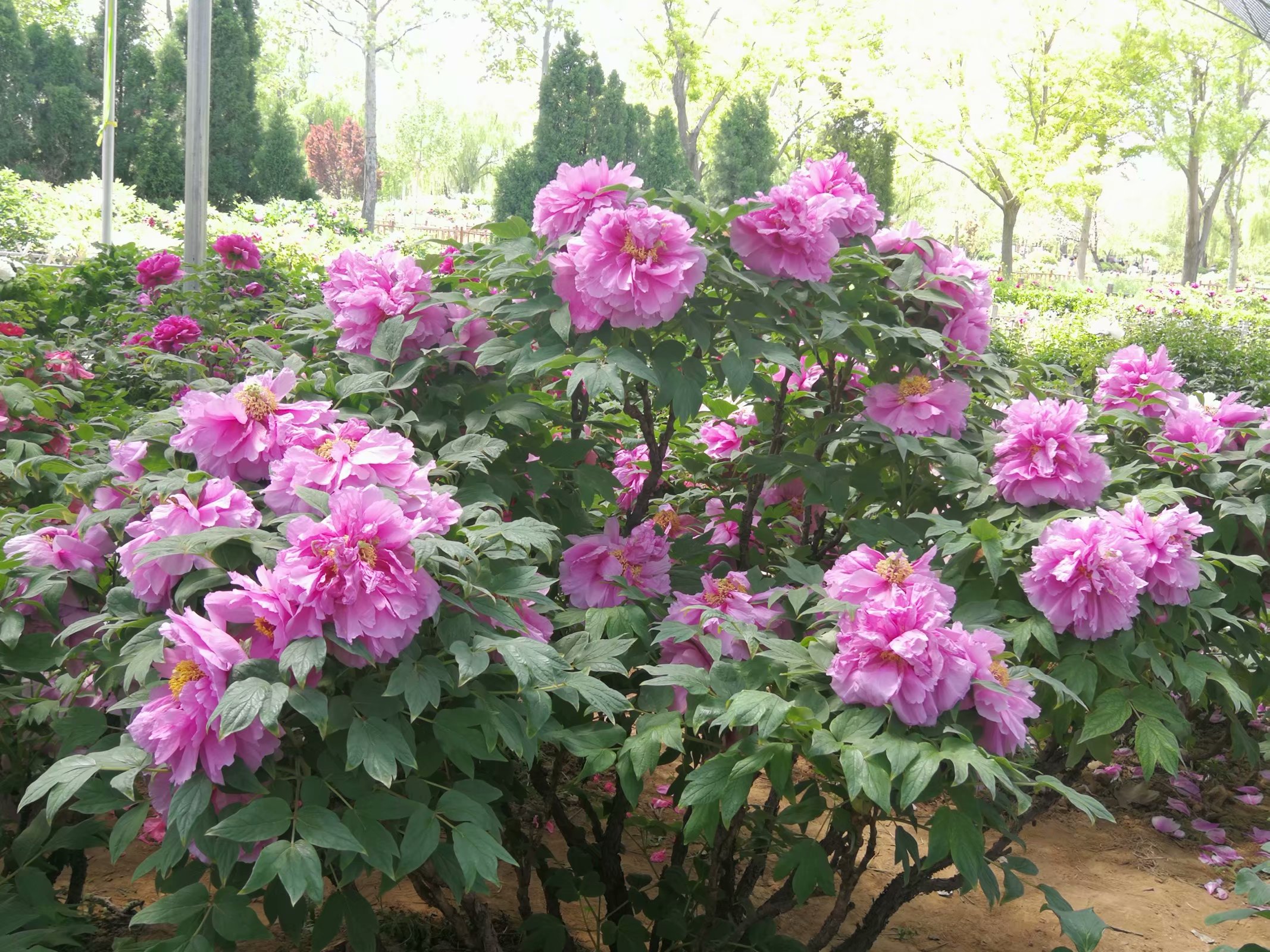 柏乡汉牡丹园最新消息,柏乡牡丹园门票优惠政策