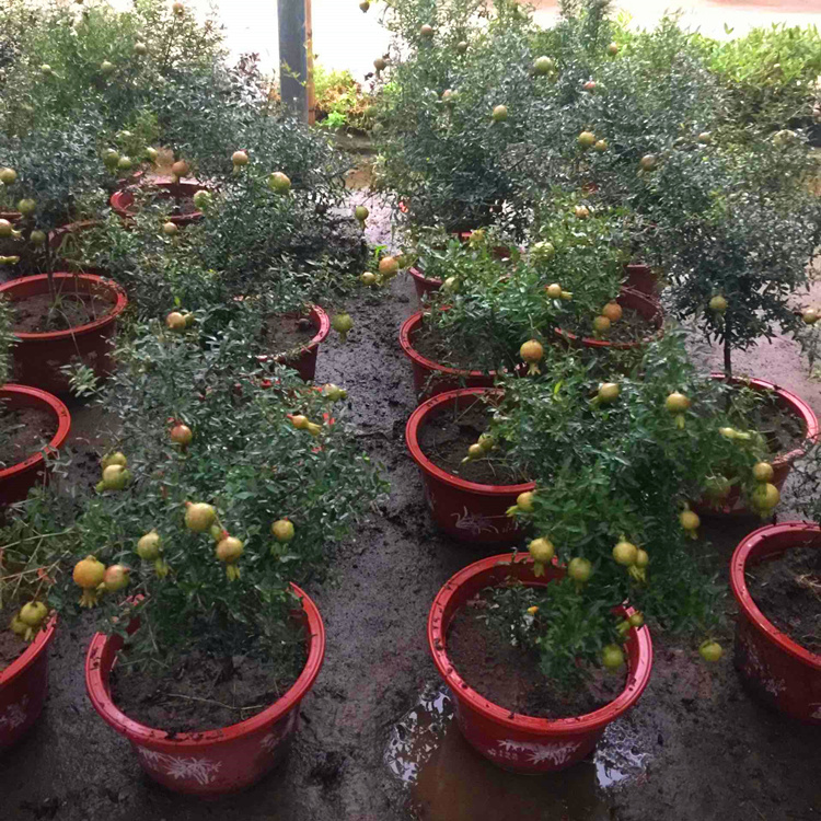 石榴盆景怎么区分品种图解,盆景石榴品种视频介绍