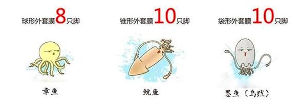 鱿鱼章鱼乌贼八爪鱼有什么区别,章鱼乌贼八爪鱼