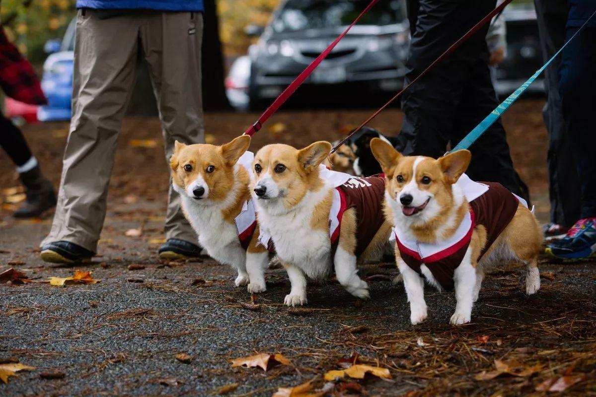 长颈鹿繁衍过程多久,长颈鹿是怎样产子的