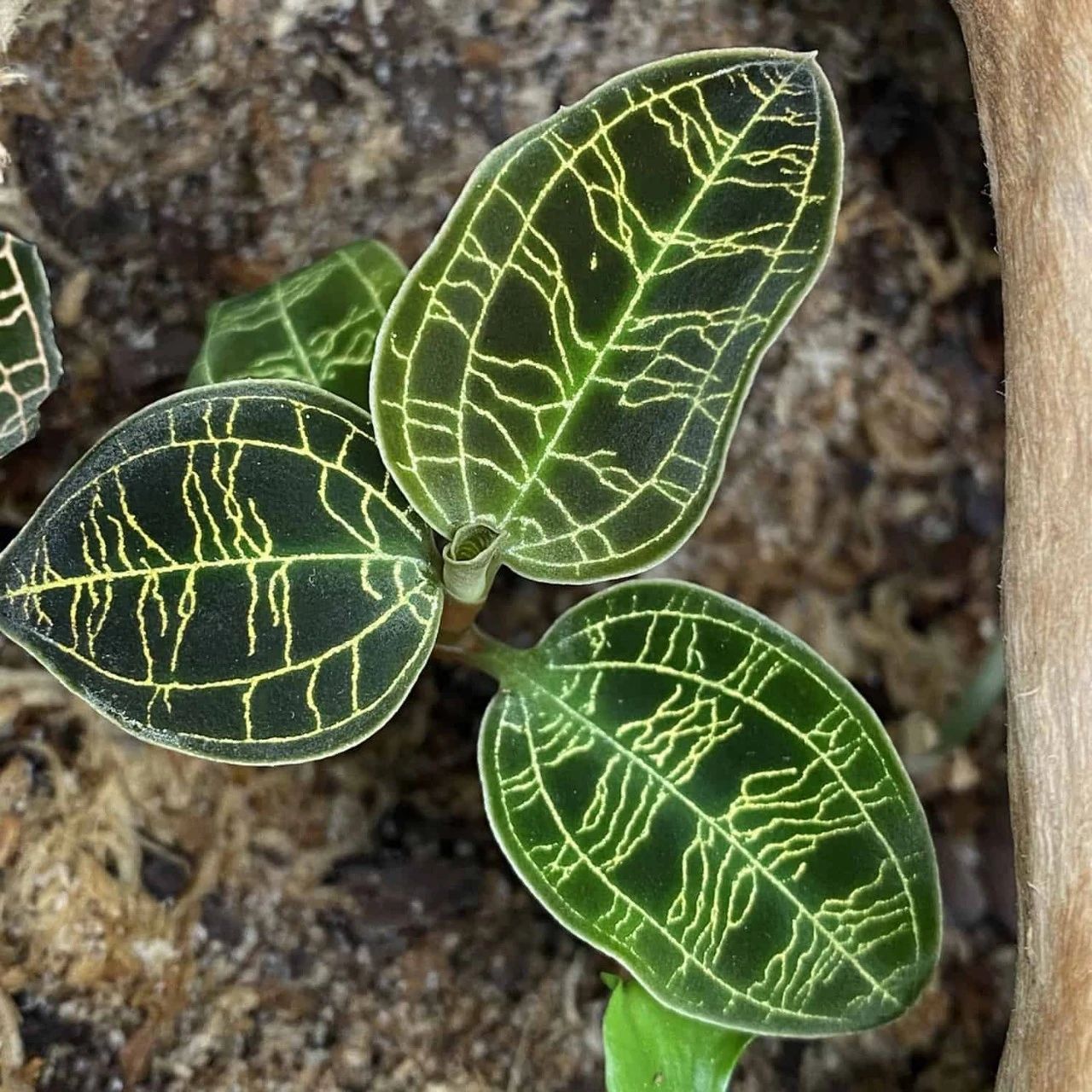 绿翡翠宝石兰植物,宝石兰植物