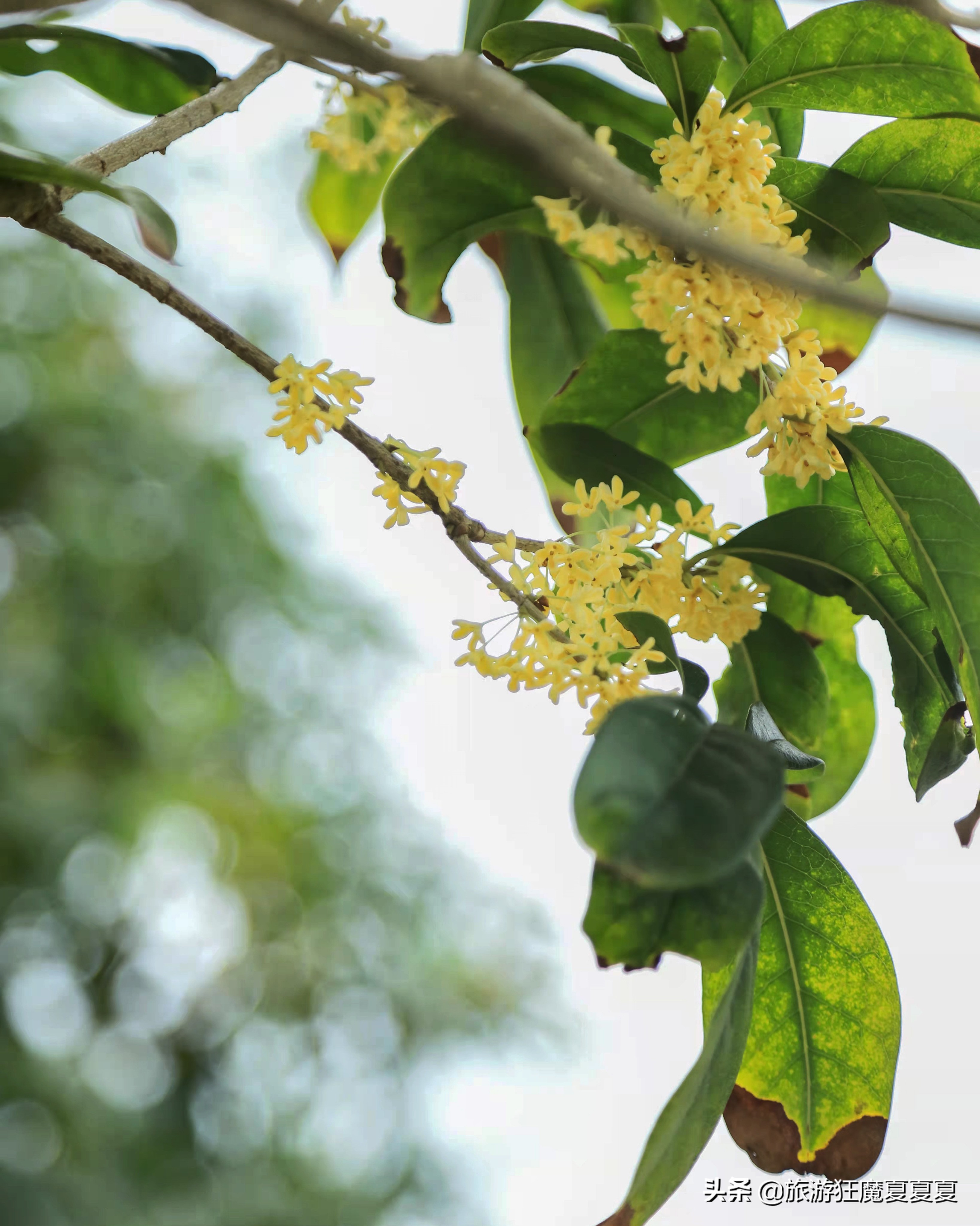 成都市龙泉驿区红旗村,成都市红旗村