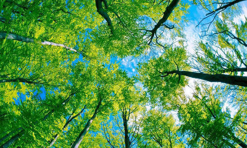 “抱得青云拼一醉，好同日月共朝霞”中的“青云”是指什么？