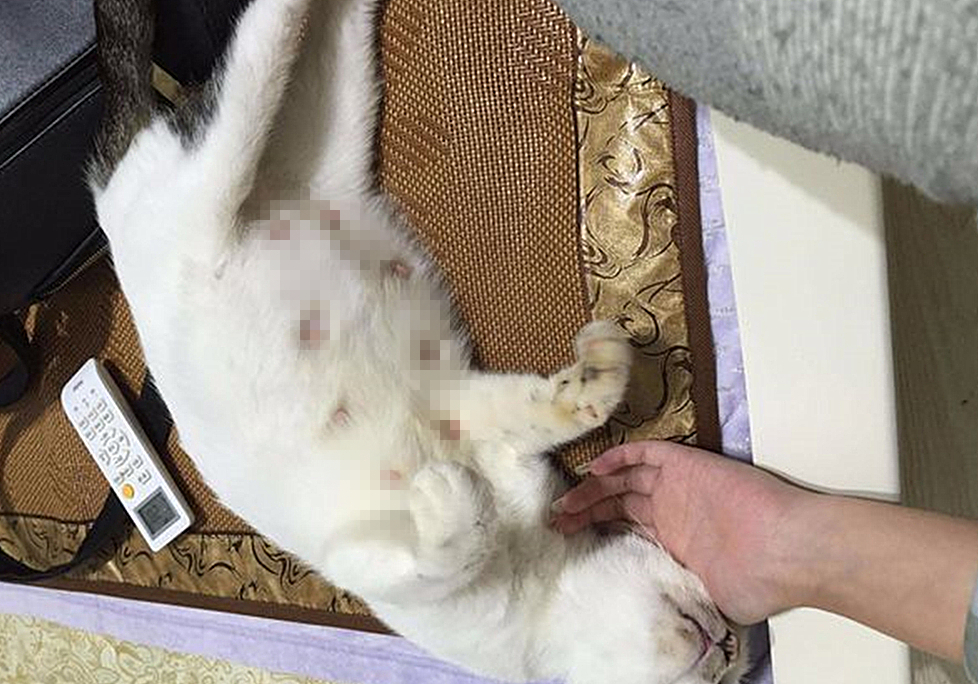猫咪迟迟不怀孕怎么回事,猫咪死胎不出来怎么办