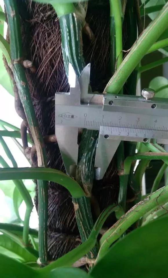 绿萝养护技巧和注意事项,绿萝的叶子怎么养护才能又肥又大