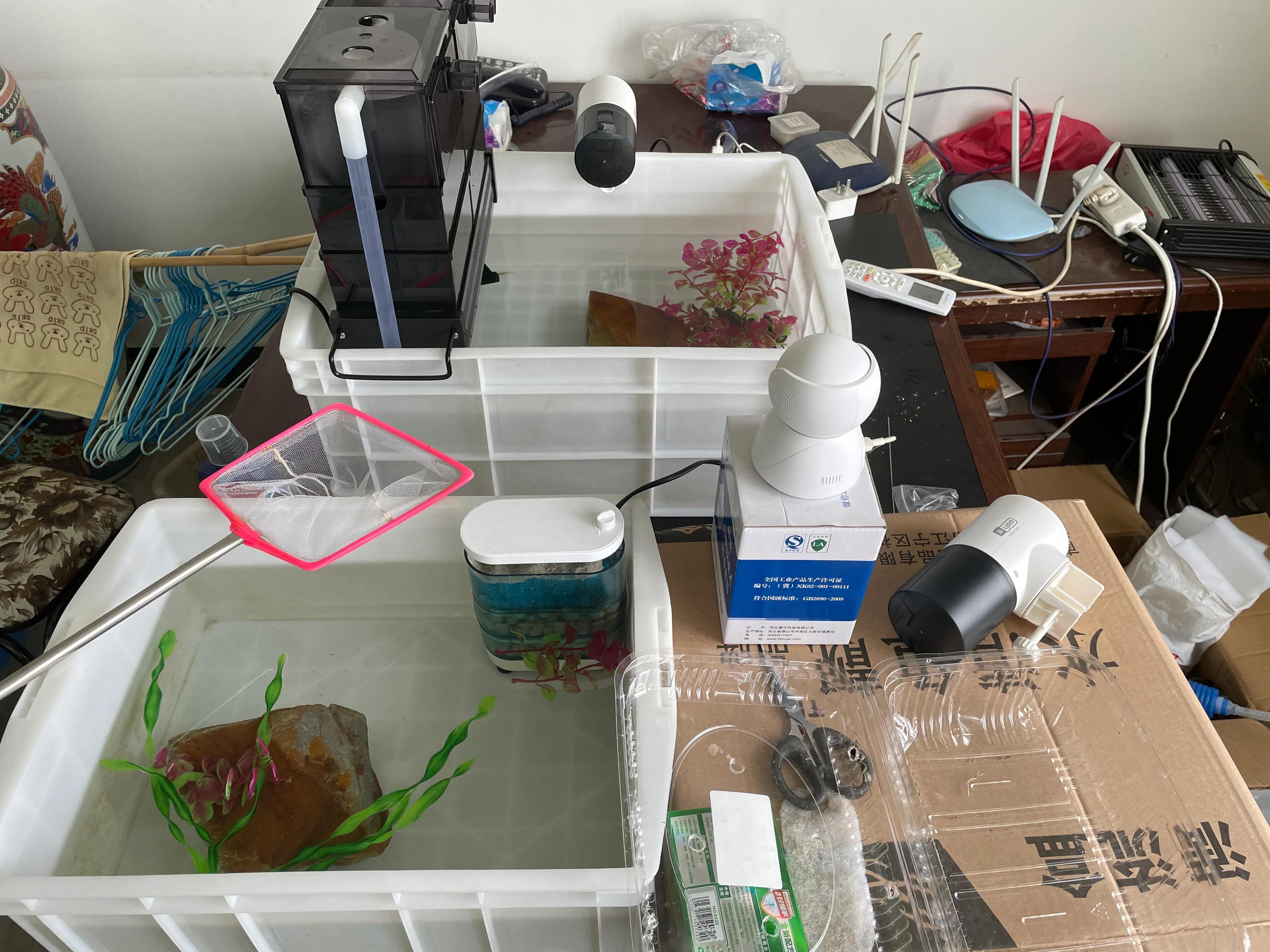 东锦龟底板腐甲怎么处理,西锦腐皮怎么处理