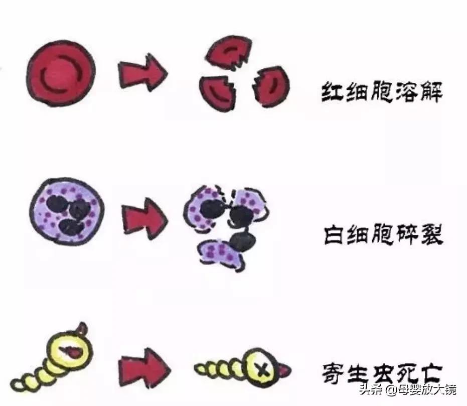 宝宝腹泻白细胞0-2正常吗,三个月宝宝腹泻大便常规白细胞多