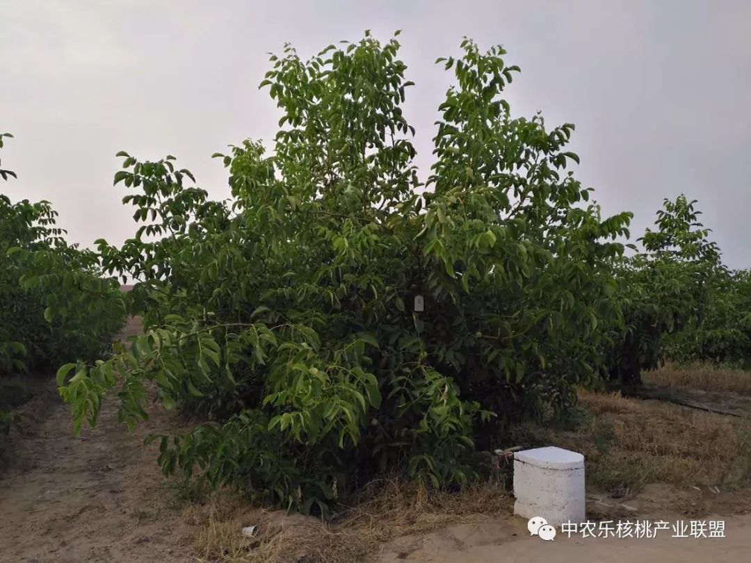 核桃树产量不高怎么回事,核桃树什么时间控旺比较好