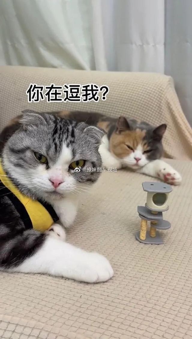 买东西不看价格是什么感受,买东西不看尺寸的后果文案