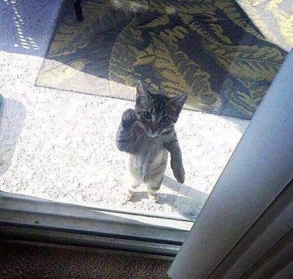 猫咪半夜挠卧室门怎么纠正,不想猫咪上床怎么办